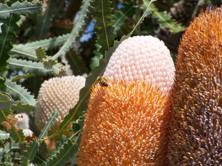 Banksia prionotes
