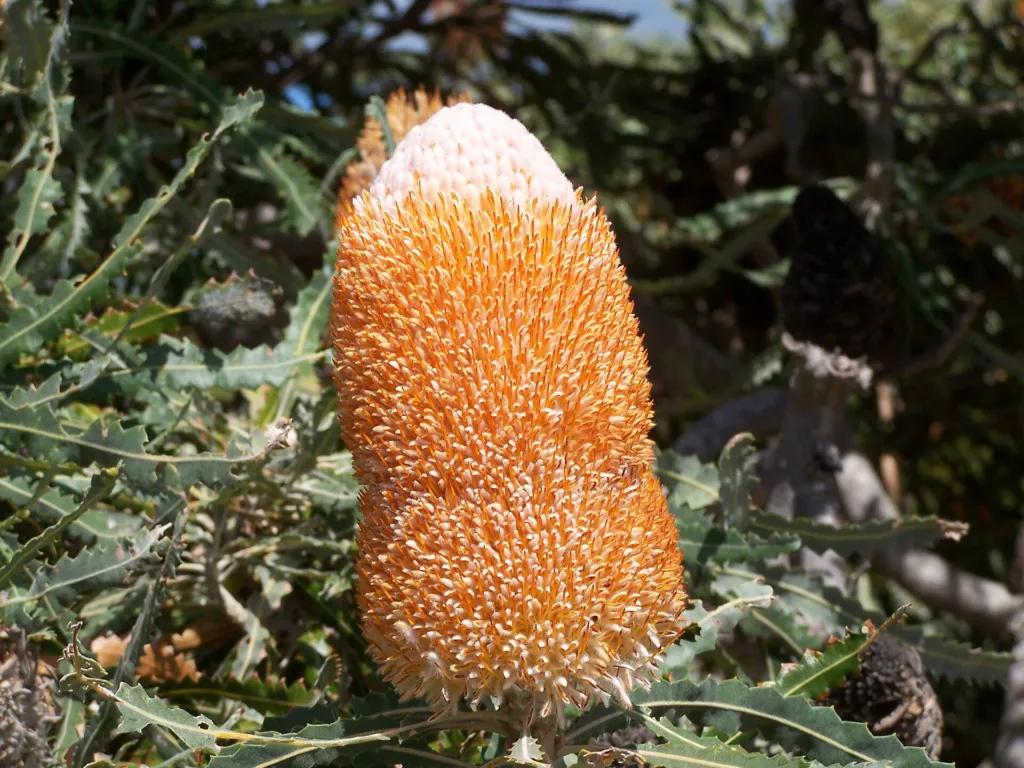 acorn banksia or orange banksia (Banksia prionotes) – in a garden setting, plant photo