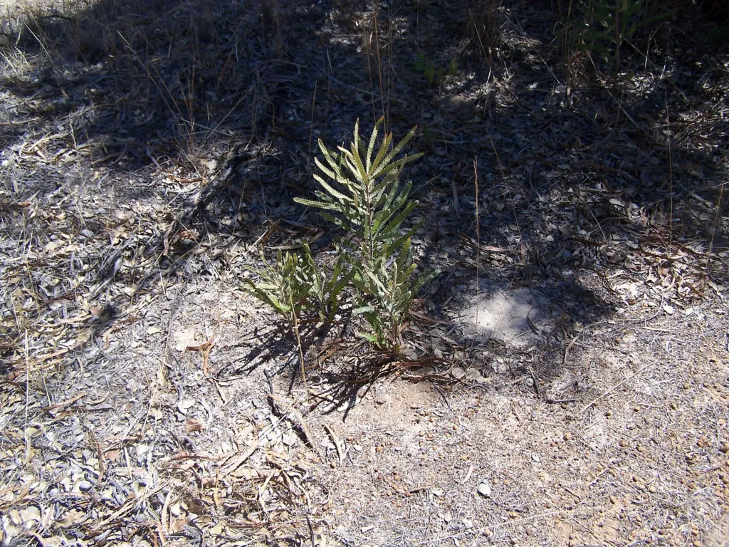 acorn banksia or orange banksia (Banksia prionotes) – characteristic appearance, plant photo