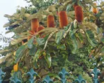 Swamp Banksia (Banksia robur) care guide