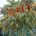 Swamp Banksia (Banksia robur) – in a garden setting, plant photo