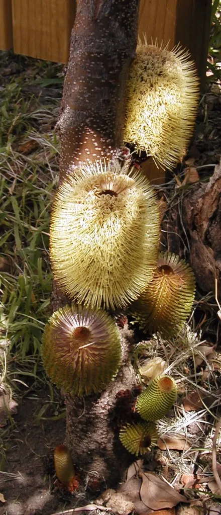 Banksia robur – (Banksia robur) – Rinde und Triebe, Pflanzenfoto