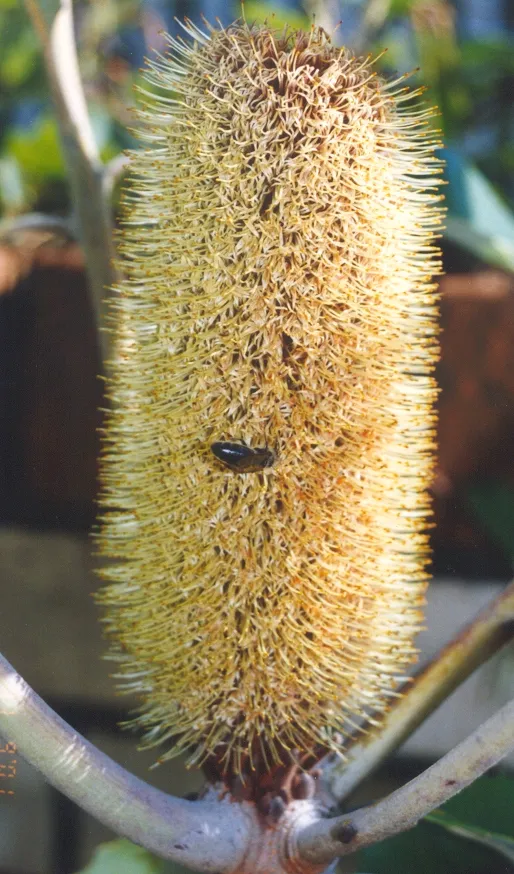 Banksia robur – (Banksia robur) – Blüten in Nahaufnahme, Pflanzenfoto