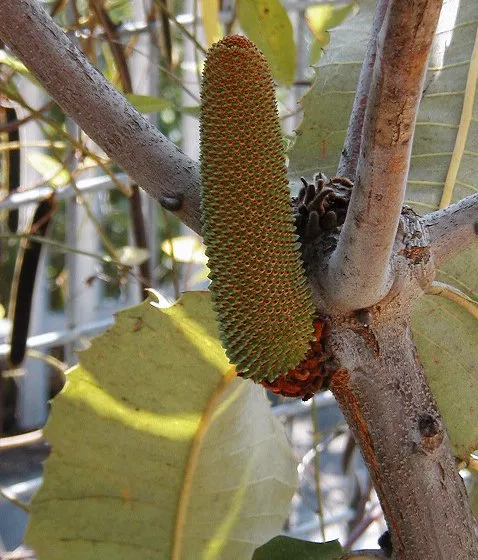 Banksia robur – (Banksia robur) – typisches Erscheinungsbild, Pflanzenfoto