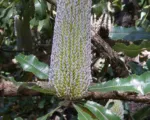 Banksia serrata – pestovanie a starostlivosť
