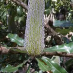 he saw banksia (Banksia serrata) – flowers in close-up, plant photo