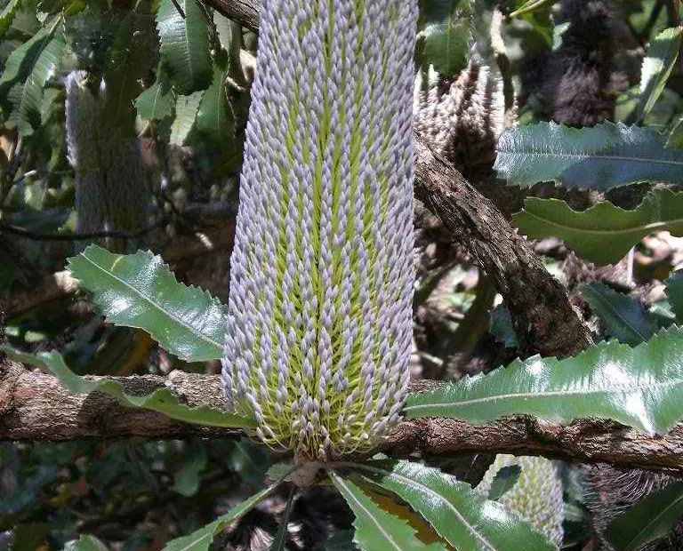 he saw banksia (Banksia serrata) – plant photo