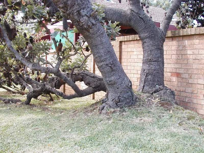 he saw banksia (Banksia serrata) – bark and shoots, plant photo