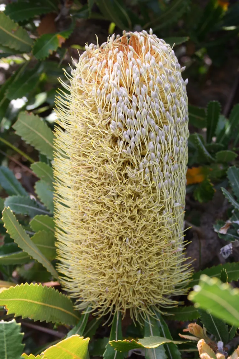 he saw banksia (Banksia serrata) – characteristic appearance, plant photo