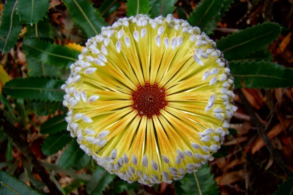 he saw banksia (Banksia serrata) – fruit in close-up, plant photo