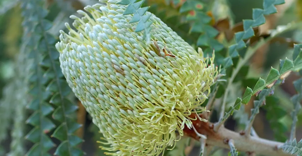 Banksia speciosa – Pflanzenfoto