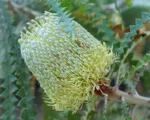 Banksia speciosa – pestovanie a starostlivosť