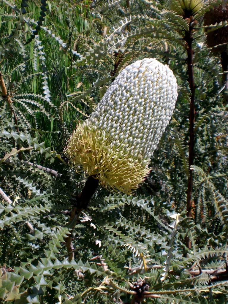 Banksia speciosa – (Banksia speciosa) – typisches Erscheinungsbild, Pflanzenfoto