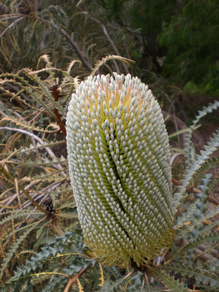 Banksia speciosa – (Banksia speciosa) – typisches Erscheinungsbild, Pflanzenfoto