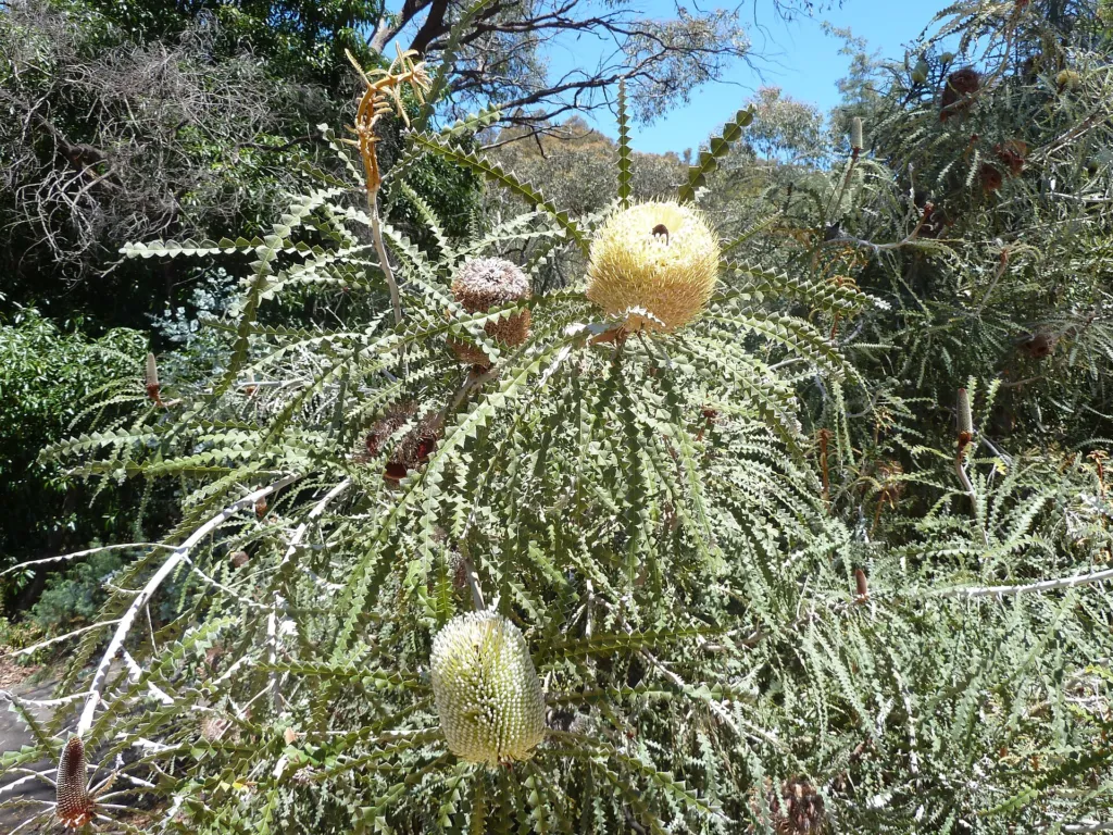 Banksia speciosa – (Banksia speciosa) – Blüten in Nahaufnahme, Pflanzenfoto