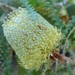 Banksia speciosa – pestovanie a starostlivosť (Banksia speciosa) – fotografia rastliny