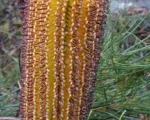 Banksia spinulosa – pestovanie a starostlivosť