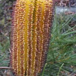 Hairpin Banksia (Banksia spinulosa) – in a garden setting, plant photo