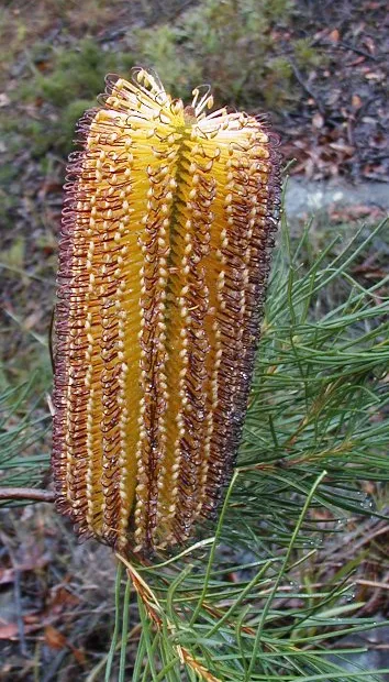 Banksia spinulosa – fotografia rastliny