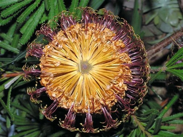 Banksia spinulosa – pestovanie a (Banksia spinulosa) – typický vzhľad, fotografia rastliny