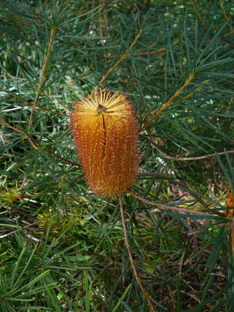 Banksia spinulosa – pestovanie a (Banksia spinulosa) – kvety zblízka, fotografia rastliny