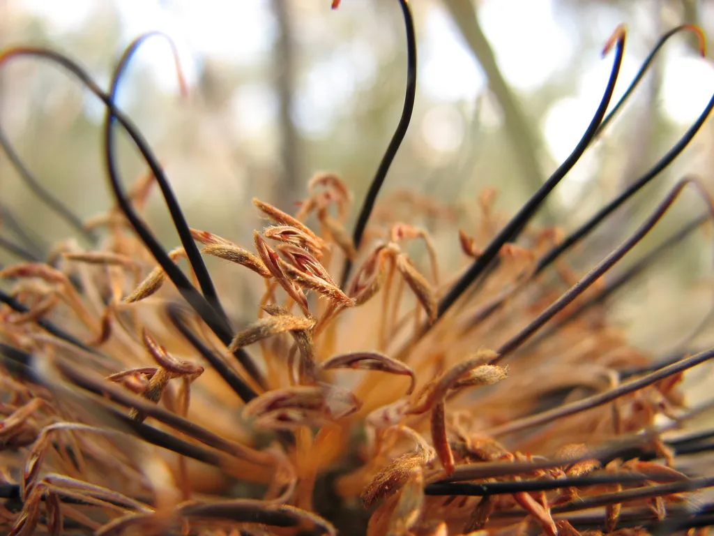 Banksia spinulosa – pestovanie a (Banksia spinulosa) – typický vzhľad, fotografia rastliny