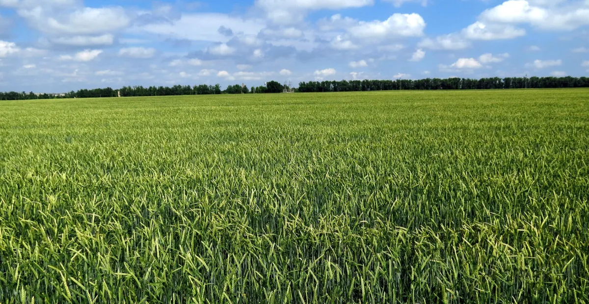 Barley net blotch