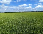 Barley net blotch