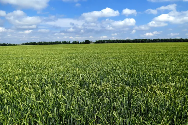 Barley net blotch