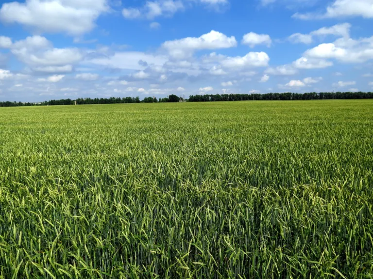 Barley net blotch – diagnostic photo