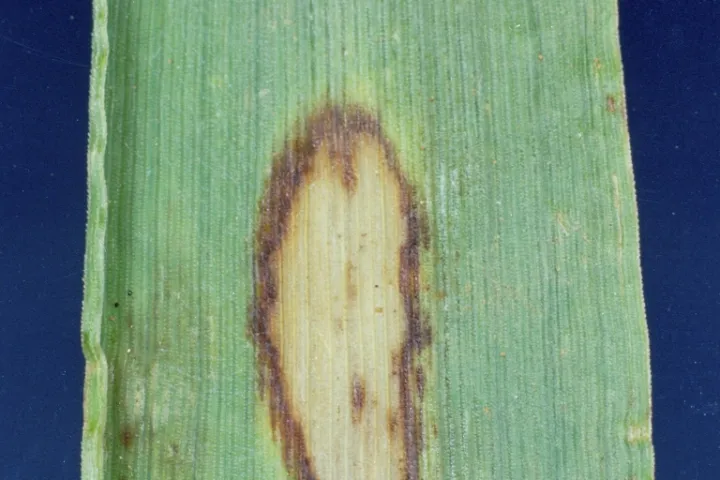Barley scald