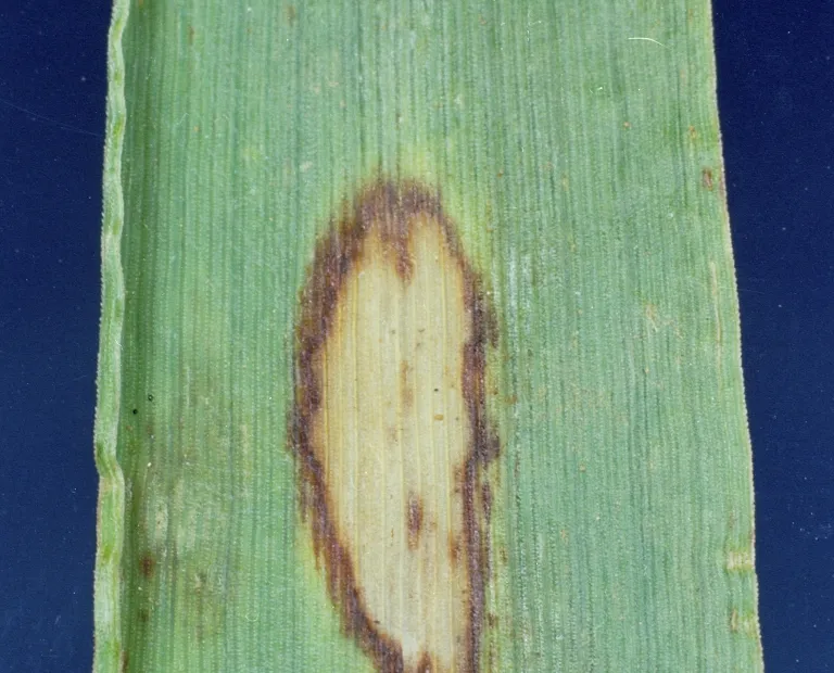 Barley scald