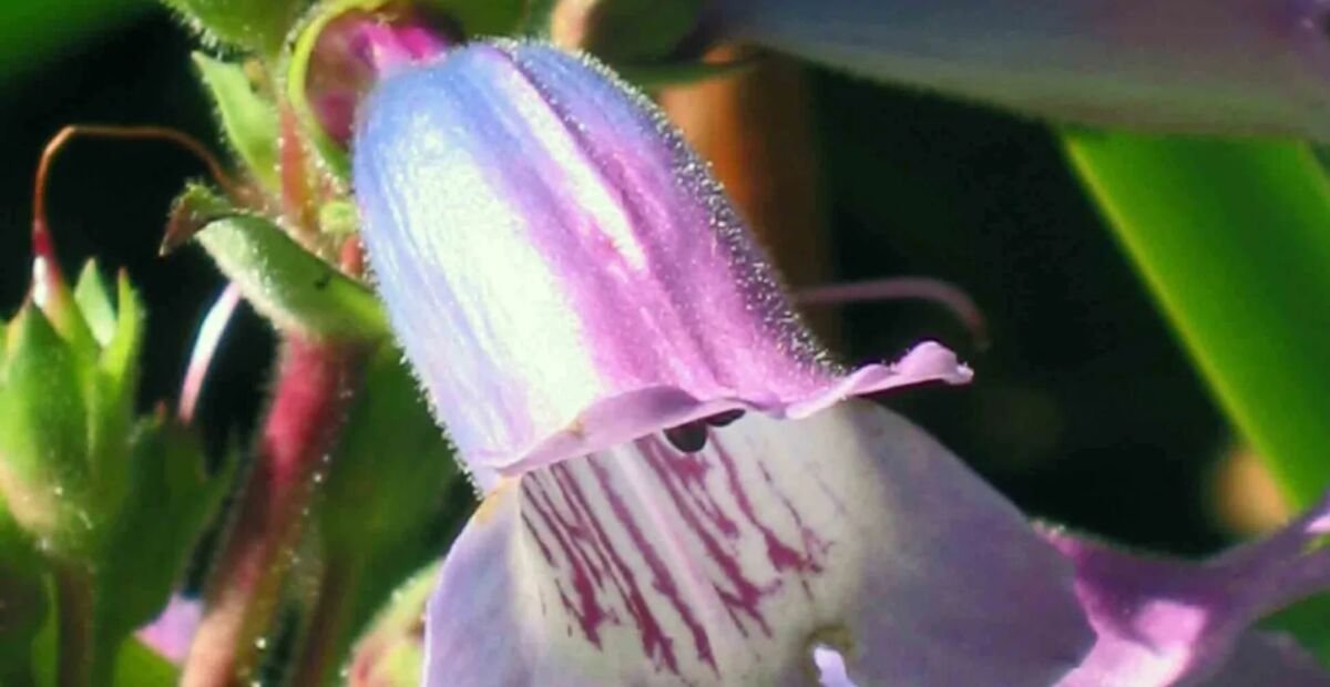 Bartfaden (Penstemon 'Evelyn') – Pflanzenfoto