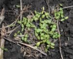 Bartnelke (Dianthus barbatus) – Pflege