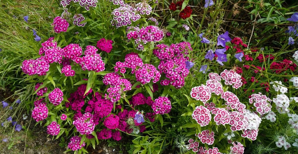 Bartnelke (Dianthus 'Sweet William') – Pflanzenfoto
