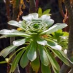 Baum-Aeonium (Aeonium arboreum) – Pflanzenfoto