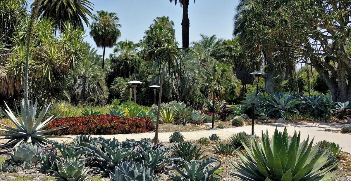 Baum-Aloe (Aloidendron barberae) – Pflanzenfoto