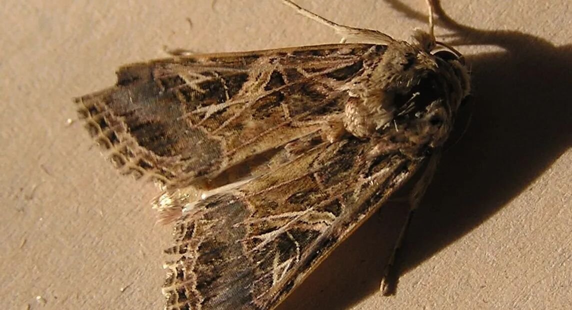 Baumwolleule