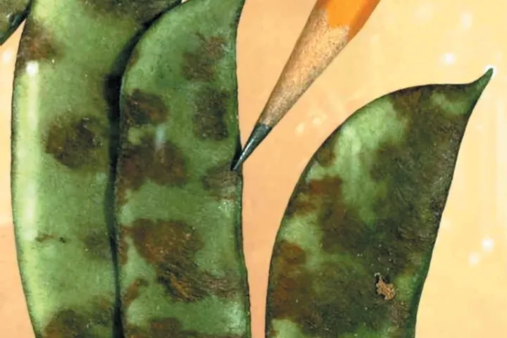 Bean Anthracnose