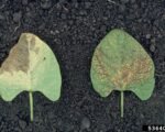 Bean common mosaic