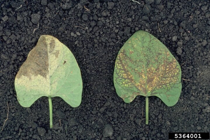 Bean common mosaic