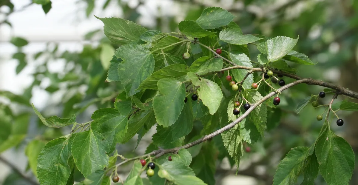 beaverwood (Celtis occidentalis) – plant photo
