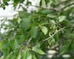 Beaverwood (Celtis occidentalis) care guide
