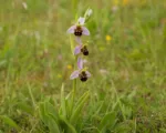Bee Orchid (Ophrys apifera) care guide