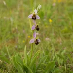 Bee Orchid (Ophrys apifera) – plant photo