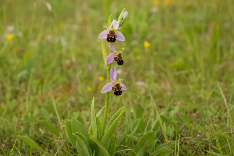 Ophrys apifera