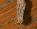 Beet Armyworm