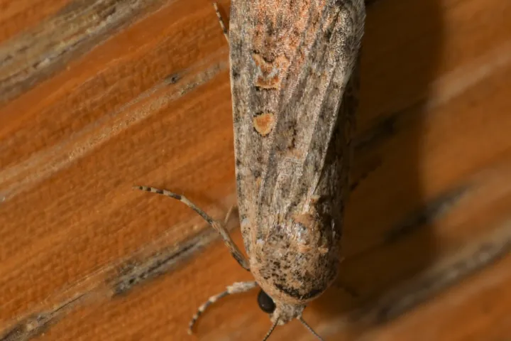 Beet Armyworm