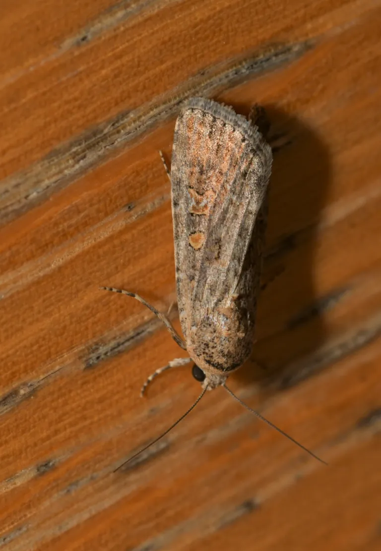 Beet Armyworm – diagnostic photo