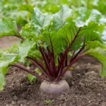 Beet (Beta vulgaris) – plant photo